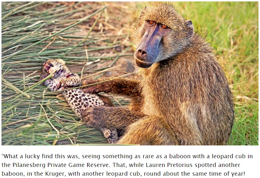 ヒョウの赤ちゃんに優しい一面を見せるヒヒ（画像は『LatestSightings.com　2020年12月1日「Baboons Steal ＆ Groom 2 Leopard Cubs」』のスクリーンショット）