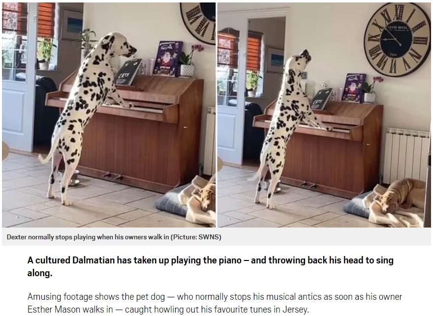 ピアノを弾きながら歌うダルメシアン（画像は『Metro　2020年12月3日付「Dalmatian caught by owners playing piano and singing along」（Picture: SWNS）』のスクリーンショット）
