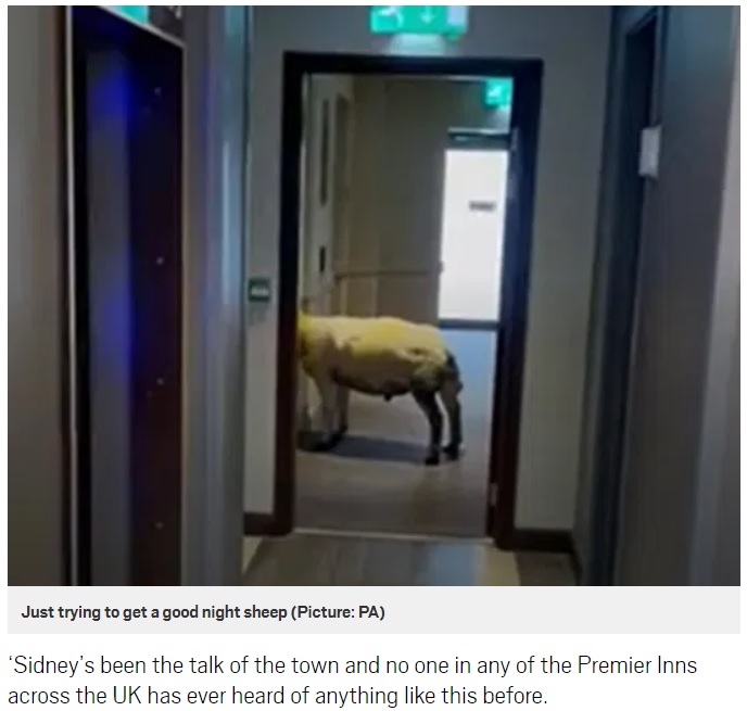 じっとエレベーターを待つ羊（画像は『Metro　2020年12月3日付「Sheep caught roaming empty hotel after working out electric doors」（Picture: PA）』のスクリーンショット）