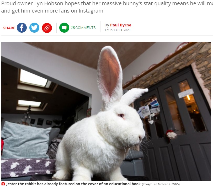 たっぷりの愛情を注がれ、大きく育った“ジェスター”（画像は『Mirror　2020年12月13日付「‘My giant 20lbs pet rabbit loves watching Strictly on TV and has his own bedroom’」（Image: Lee McLean / SWNS）』のスクリーンショット）