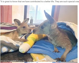 母親カンガルーと一緒に治療に励む（画像は『WhatsNew2Day　2020年12月10日付「Doctors give laser treatment to kangaroos badly burned by Australian bushfires」（（C）Animal Rehab Klinik / Caters New）』のスクリーンショット）