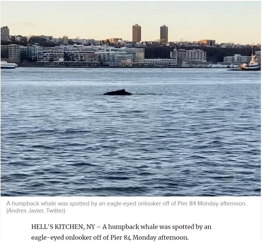 大都会に現れたクジラにニューヨーカー達も驚く（画像は『Patch　2020年12月8日付「Humpback Whale Spotted In Hudson River By Hell’s Kitchen」（Andres Javier, Twitter）』のスクリーンショット）