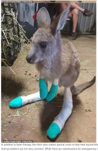 手足にギプスをつけるカンガルー（画像は『WhatsNew2Day　2020年12月10日付「Doctors give laser treatment to kangaroos badly burned by Australian bushfires」（（C）Animal Rehab Klinik / Caters New）』のスクリーンショット）