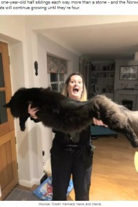 黒猫のシャドウとメアリーさん（画像は『LADbible　2020年11月27日付「Woman’s Cats Are So Massive People Accuse Her Of Photoshopping Pictures」（Credit: Kennedy News and Media）』のスクリーンショット）