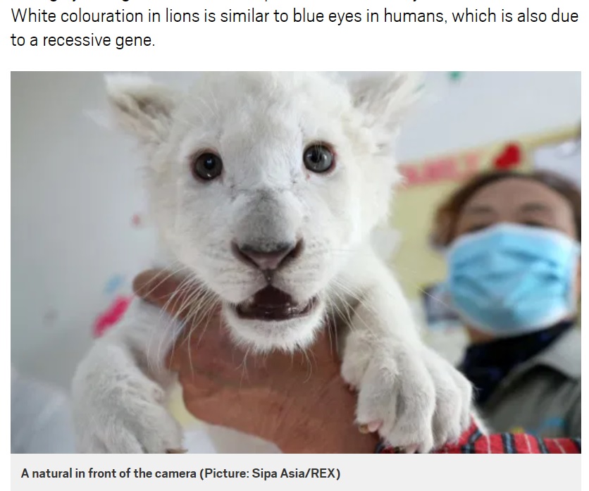 興味津々にカメラを見つめるホワイトライオン（画像は『Metro　2020年12月23日付「Super rare white lion quadruplets prepare to meet the public for the first time」（Picture: Sipa Asia/REX）』のスクリーンショット）