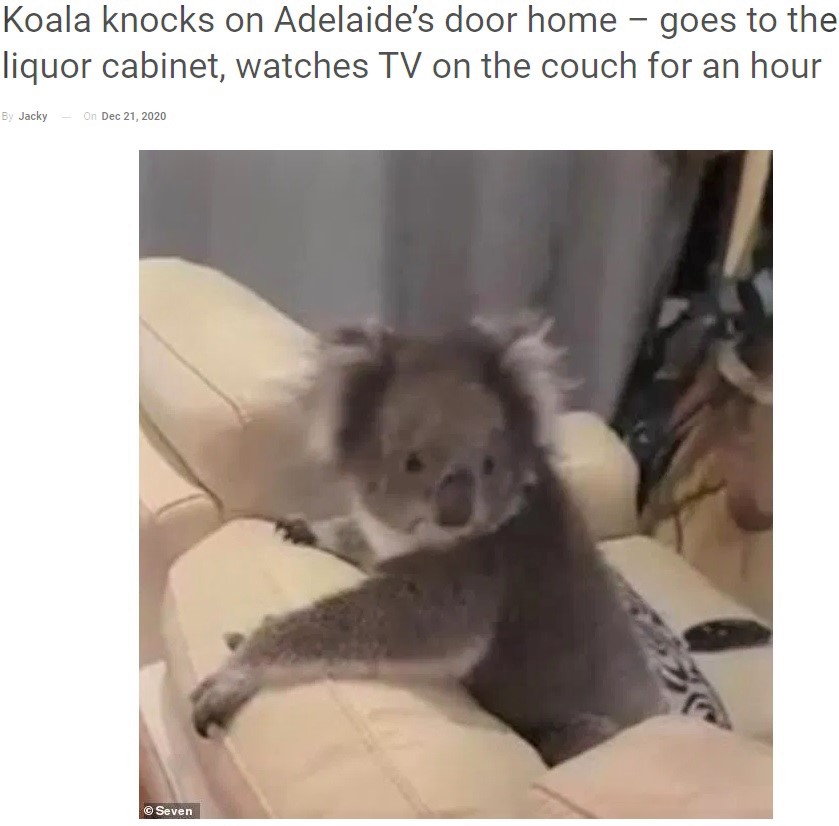 ソファでリラックスする野生のコアラ（画像は『WhatsNew2Day　2020年12月21日付「Koala knocks on Adelaide’s door home - goes to the liquor cabinet, watches TV on the couch for an hour」（（C）Seven）』のスクリーンショット）