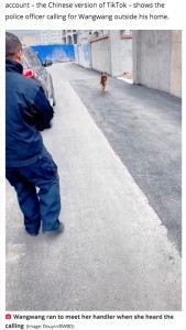 ハンドラーに駆け寄った“ワンワン”（画像は『Daily Star　2021年1月9日付「Retired German shepherd police dog ‘cries’ after being reunited with handler」（Image: Douyin/BWBD）』のスクリーンショット）