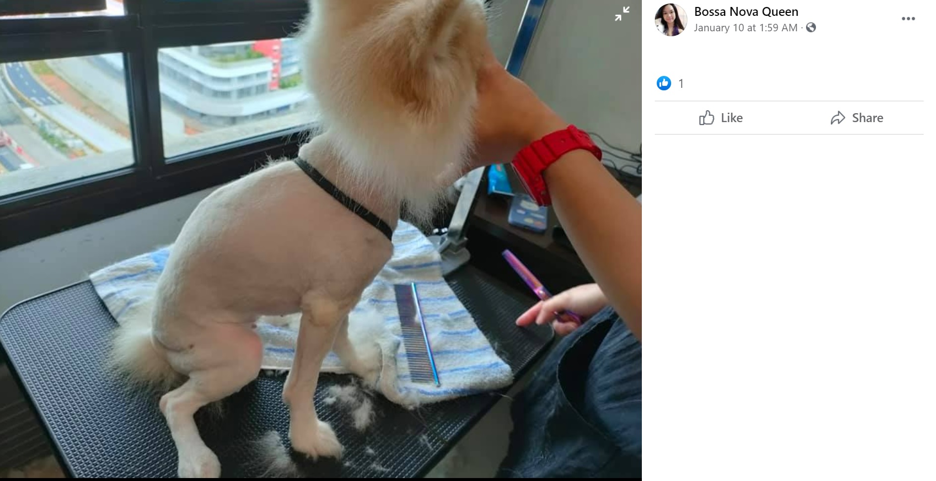 後ろ姿もこの通り（画像は『Bossa Nova Queen　2021年1月10日付Facebook「My female Pomeranian dede was having grooming with precious pets groomer this morning at 10am.」』のスクリーンショット）