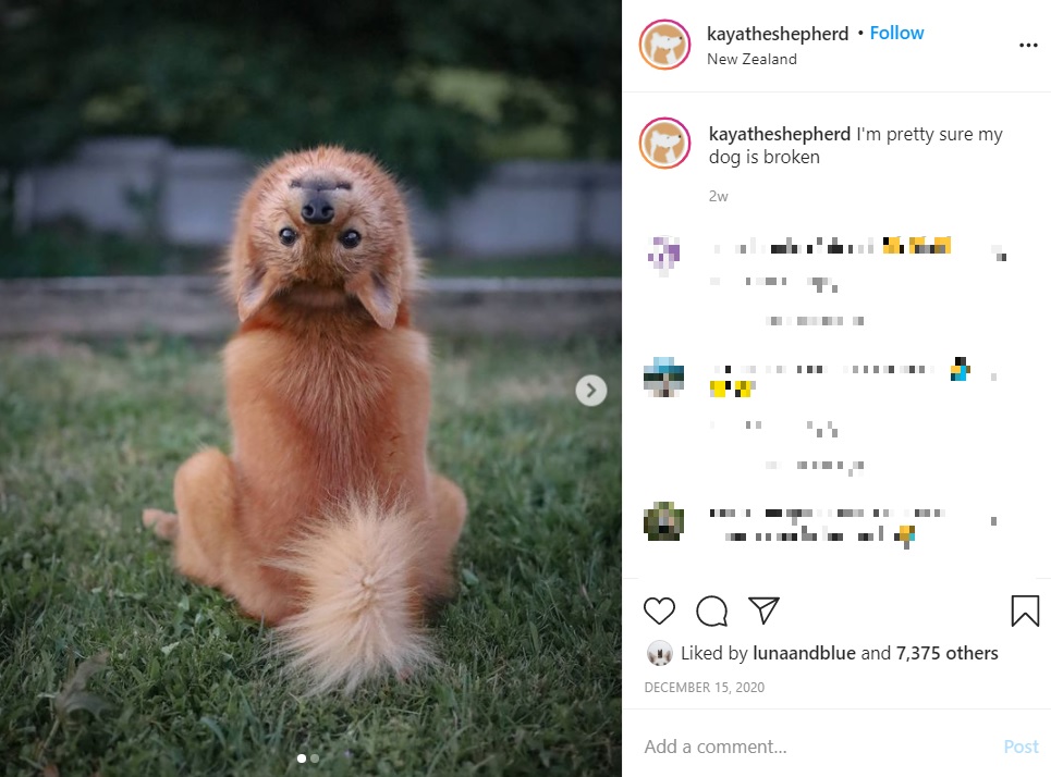 飼い主も「ちょっと変」と言うキコ（画像は『Kaya ＆ Ashleigh the human　2020年12月15日付Instagram「I’m pretty sure my dog is broken」』のスクリーンショット）