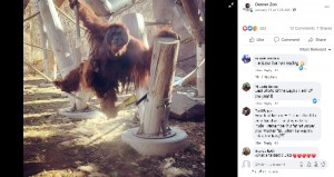 2歳のセラと一緒に遊ぶ父ベラニ（画像は『Denver Zoo　2021年1月13日付Facebook「For everyone wondering how our little Cerah is doing」』のスクリーンショット）