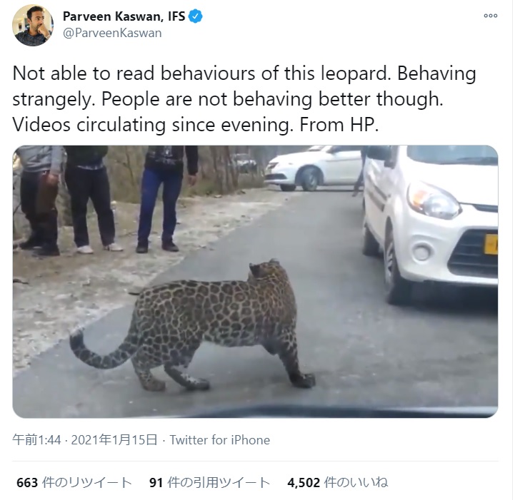 カメラを向ける人々に歩み寄る野生のヒョウ（画像は『Parveen Kaswan, IFS　2021年1月15日付Twitter「Not able to read behaviours of this leopard.」』のスクリーンショット）