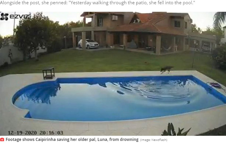 プールに落ちたベストフレンドを助けようとする犬（画像は『Mirror　2020年1月2日付「Heart-stopping moment dog saves older blind sister from drowning in pool」（Image: Newsflash）』のスクリーンショット）