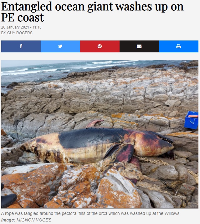 ゴミが海洋生物を死に追いやる（画像は『TimesLIVE　2021年1月26日付「Entangled ocean giant washes up on PE coast」（Image: MIGNON VOGES）』のスクリーンショット）