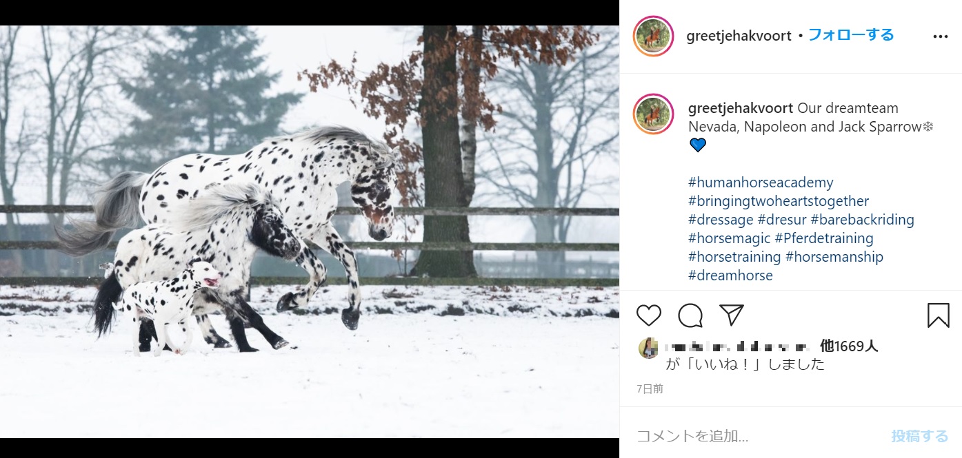 雪原を駆ける同じ柄の3頭（画像は『Greetje Arends-Hakvoort　2021年1月1日付Instagram「Our dreamteam Nevada, Napoleon and Jack Sparrow」』のスクリーンショット）