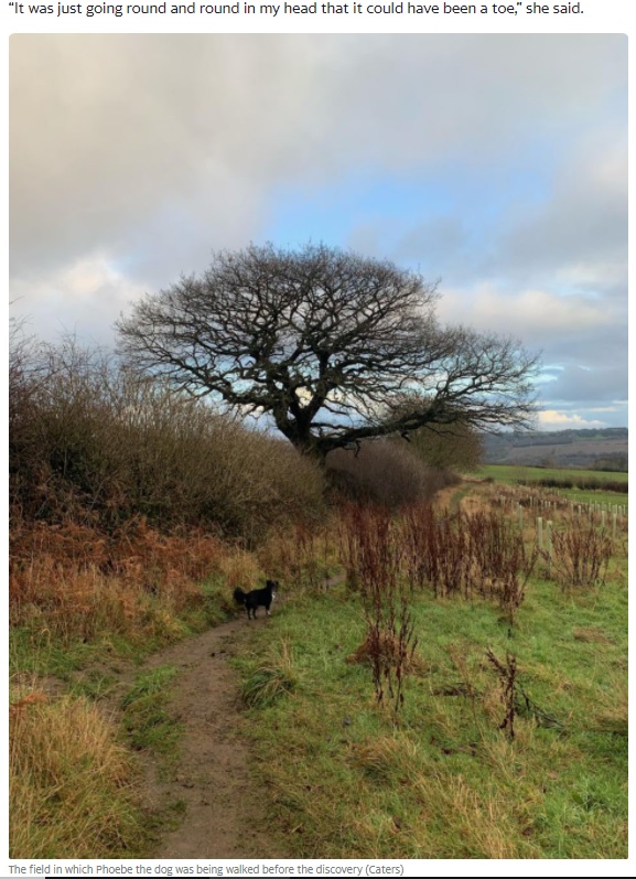 いつもと違う散歩ルートが騒動の発端に（画像は『Yahoo News UK　2021年1月8日付「Dog walker sparks police hunt after mistaking potato for ‘human toe’」（Caters）』のスクリーンショット）