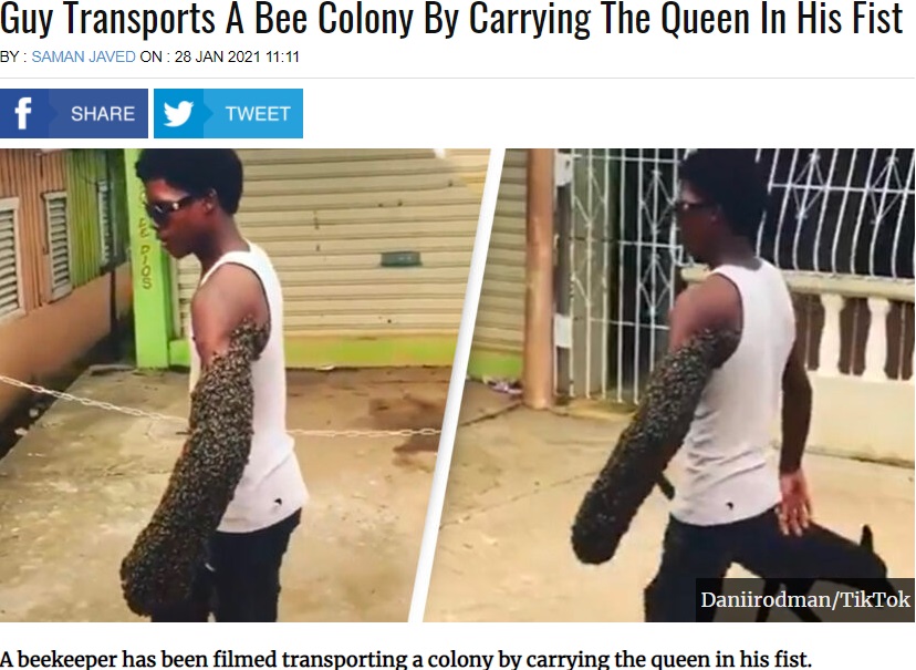 左腕にミツバチをまとう養蜂家の男性（画像は『UNILAD　2021年1月28日付「Guy Transports A Bee Colony By Carrying The Queen In His Fist」（Daniirodman/TikTok）』のスクリーンショット）