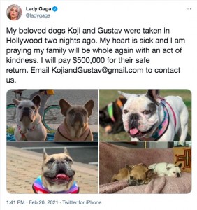 無事保護されたコジ＆グスタフ（画像は『Lady Gaga　2021年2月26日付Twitter「My beloved dogs Koji and Gustav were taken in Hollywood two nights ago.」』のスクリーンショット）