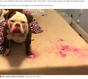 全く悪びれた様子がないアリス（画像は『Mirror　2021年2月7日付「Dog gives owner ‘fright of life’ after she finds her ‘playing dead’ covered in red」（Image: Caters News Agency）』のスクリーンショット）