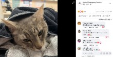 【海外発！Breaking News】毒ヘビから飼い主の幼い子ども達を守った猫、自ら噛まれて犠牲に（豪）