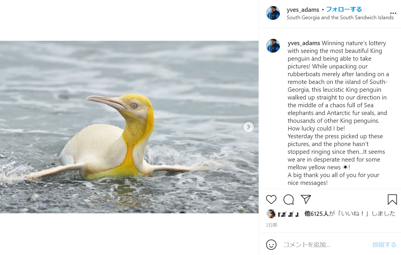 イヴさんが撮影したベストショット（画像は『Yves Adams　2021年2月18日付Instagram「Winning nature’s lottery with seeing the most beautiful King penguin ànd being able to take pictures!」』のスクリーンショット）