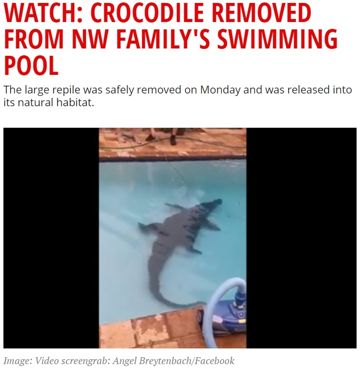 プールの底に見知らぬワニが（画像は『Eyewitness News　2021年2月3日付「WATCH: CROCODILE REMOVED FROM NW FAMILY’S SWIMMING POOL」（Image: Video screengrab: Angel Breytenbach/Facebook）』のスクリーンショット）