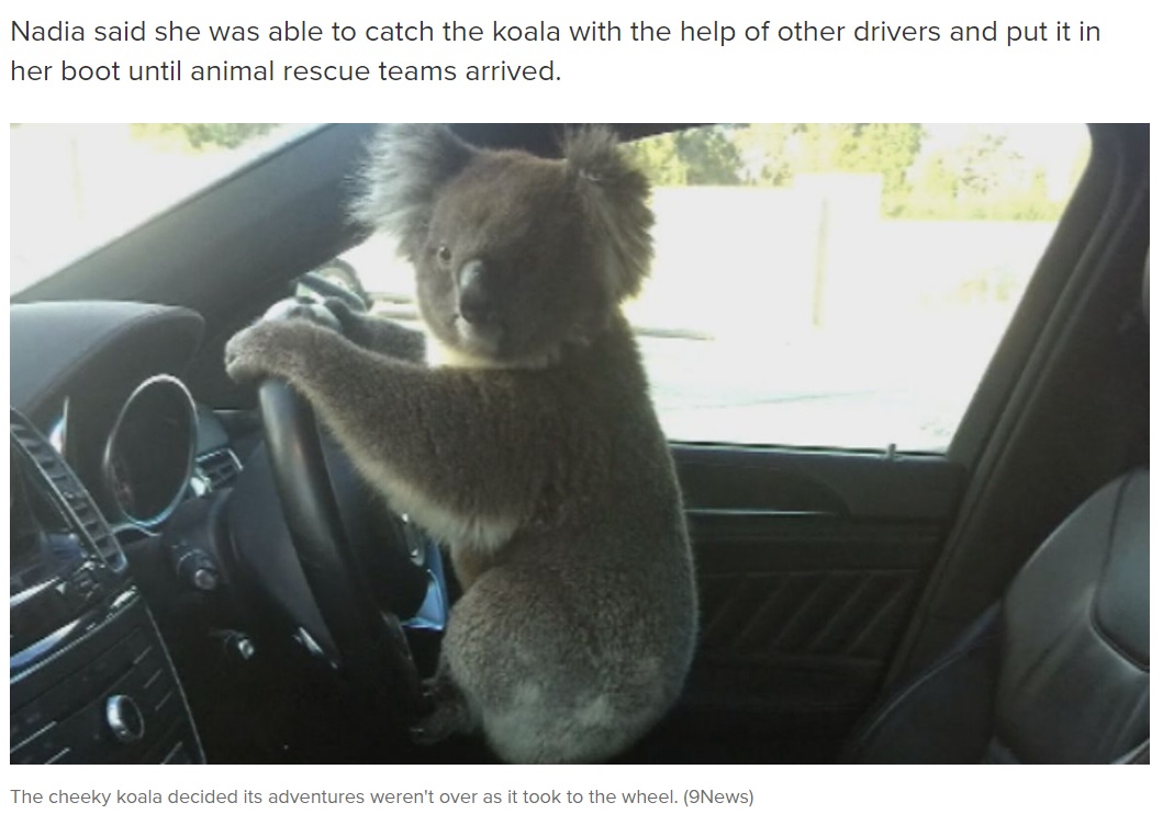 ナディアさんの車の中でくつろぐコアラ（画像は『9News　2021年2月8日付「Koala causes peak hour chaos at Adelaide freeway」（9News）』のスクリーンショット）