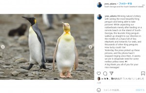 【海外発！Breaking News】黄色いオウサマペンギンが南大西洋の島で見つかる　撮影した写真家「約12万羽もの中に1羽だけだった」