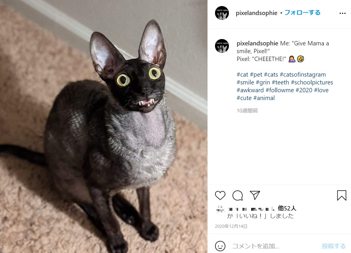 “悪魔”と呼ばれる2歳の猫（画像は『Pixel ＆ Sophie　2020年12月14日付Instagram「Me: “Give Mama a smile, Pixel!”」』のスクリーンショット）