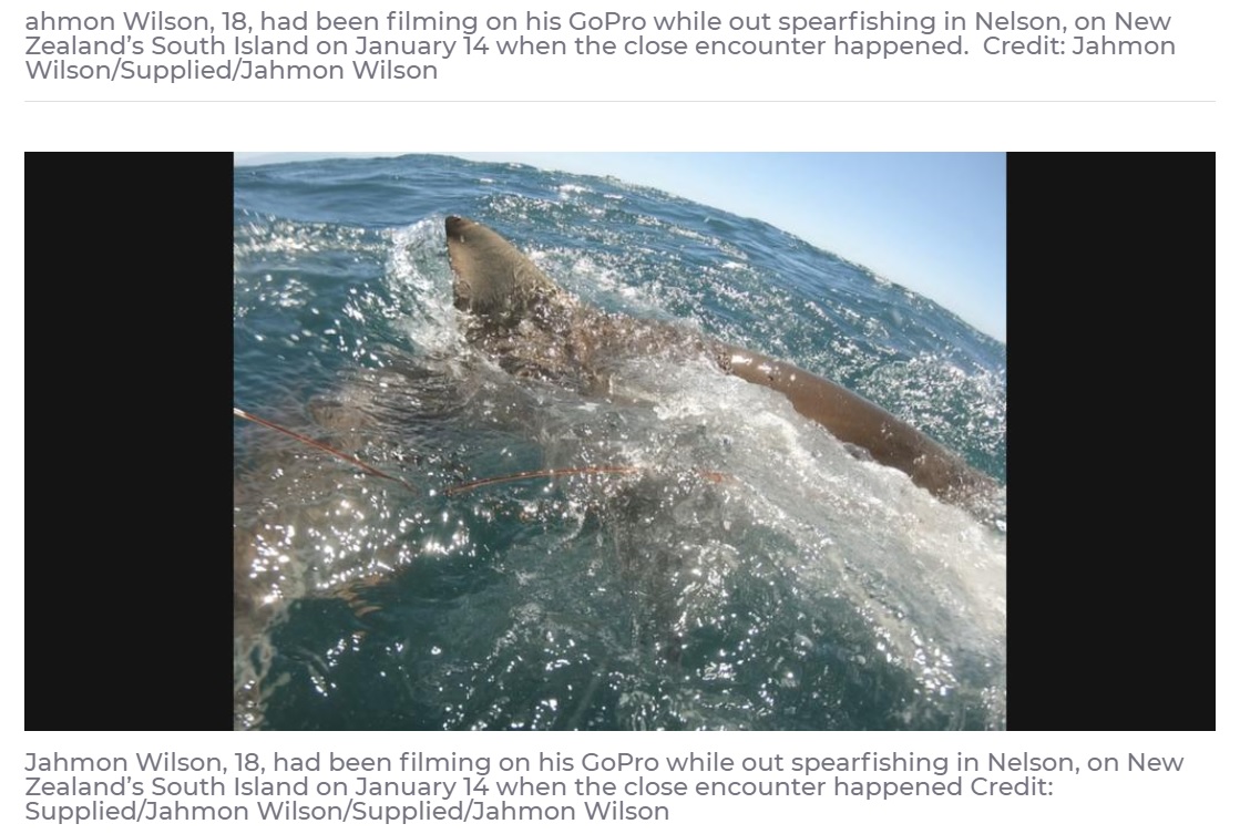 至近距離に現れたクロヘリメジロザメ（画像は『7NEWS.com.au　2021年2月5日付「Dramatic moment shark attacks teen before dragging him 20 metres through water」（Credit: Supplied/Jahmon Wilson/Supplied/Jahmon Wilson）』のスクリーンショット）