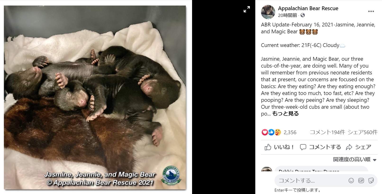ベッドの中で身を寄せて眠る3匹の子グマ（画像は『Appalachian Bear Rescue　2021年2月17日付Facebook「ABR Update-February 16, 2021-Jasmine, Jeannie, and Magic Bear」』のスクリーンショット）