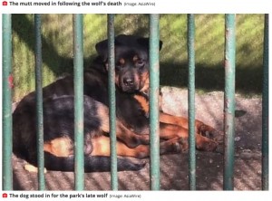 【海外発！Breaking News】死んだオオカミの代わりに犬を檻に入れて展示　中国の動物園に失笑＜動画あり＞