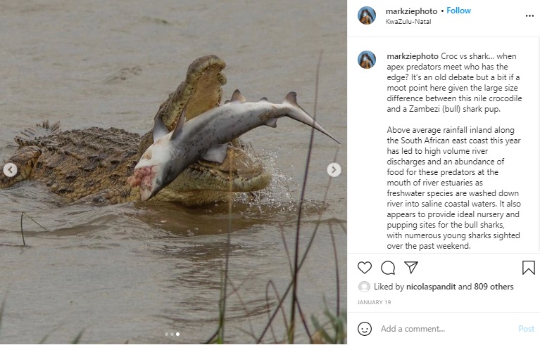 ひっくり返り腹を見せるサメ（画像は『Dr Mark Ziembicki　2021年1月19日付Instagram「Croc vs shark…」』のスクリーンショット）