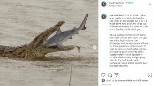約10分もナイルワニに弄ばれていたサメ（画像は『Dr Mark Ziembicki　2021年1月19日付Instagram「Croc vs shark…」』のスクリーンショット）