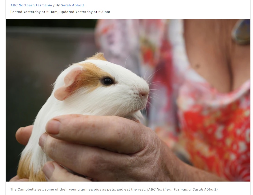 食用としてモルモットを飼育する夫婦に賛否両論の声（画像は『ABC News　2021年3月9日付「Tasmanian couple farm ‘sustainable’ guinea pig meat, a common protein source overseas」（ABC Northern Tasmania: Sarah Abbott）』のスクリーンショット）