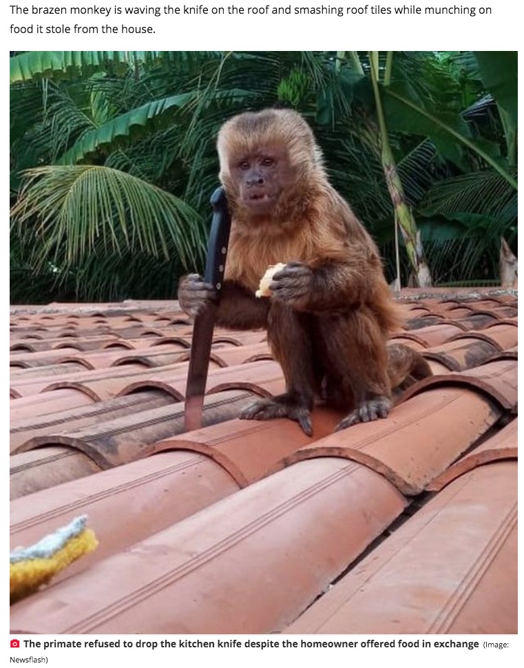 ナイフを握ったまま離さない猿（画像は『Daily Star　2021年3月7日付「Terrified woman returns home to find monkey on knife-wielding rampage」（Image: Newsflash）』のスクリーンショット）
