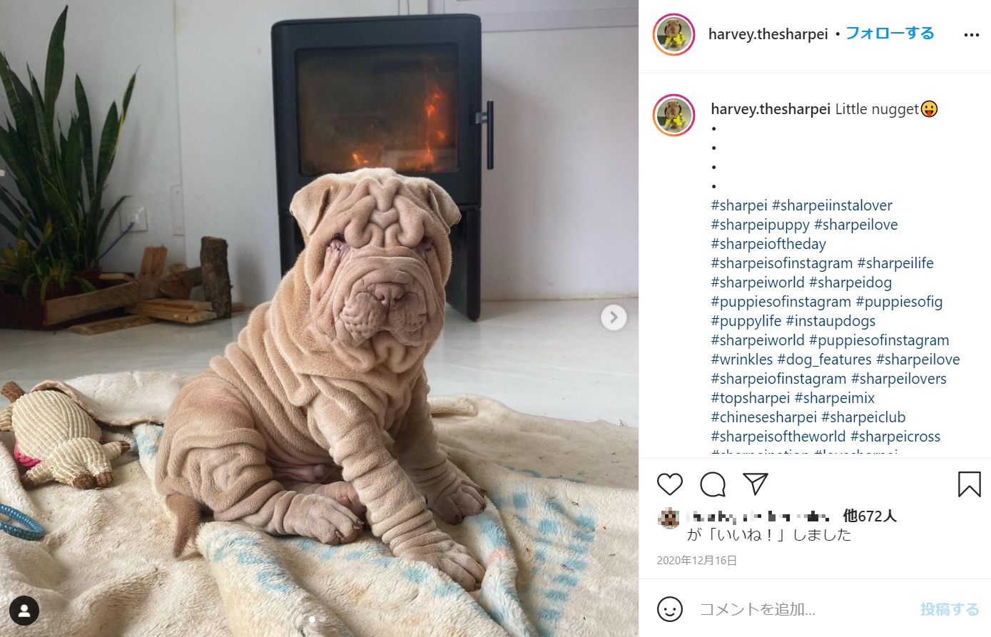 しわしわの姿が特徴的なシャーペイ犬の“ハーヴィー”（画像は『Harvey　2020年12月16日付Instagram「Little nugget」』のスクリーンショット）