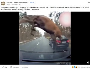 車の前で大きくジャンプするシカ（画像は『Oakland County Sheriff’s Office　2021年3月9日付Facebook「This goes for making a crazy day.」』のスクリーンショット）