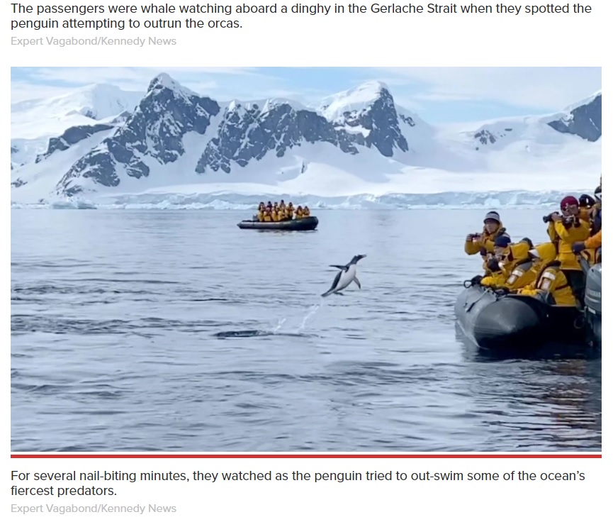 ツアー客が乗ったボートに向かってジャンプするペンギン（画像は『New York Post　2021年3月8日付「Fleeing penguin escapes killer whales in nail-biting video」（Expert Vagabond/Kennedy News）』のスクリーンショット）