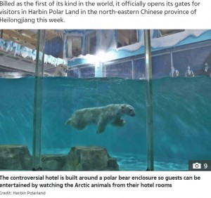 狭いプールで泳ぐホッキョクグマ（画像は『The Sun　2021年3月9日付「‘PROFITING FROM MISERY’ Bizarre ‘polar bear hotel’ where guests can watch miserable beasts from their rooms is slammed by activists」（Credit: Harbin Polarland）』のスクリーンショット）