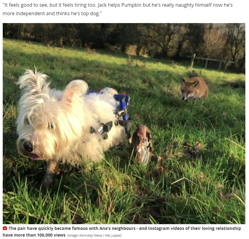 犬の車イスの音を頼りに公園を歩く全盲のキツネ（画像は『WalesOnline　2021年3月9日付「Terrier in wheelchair becomes guide dog for blind fox - forming famous ‘Fox and the Hound’ double act on walks」（Image: Kennedy News / Vet_Lapaz）』のスクリーンショット）