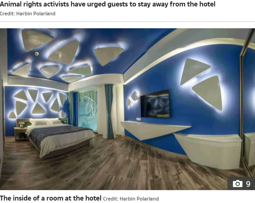 決して安くはない客室の中（画像は『The Sun　2021年3月9日付「‘PROFITING FROM MISERY’ Bizarre ‘polar bear hotel’ where guests can watch miserable beasts from their rooms is slammed by activists」（Credit: Harbin Polarland）』のスクリーンショット）