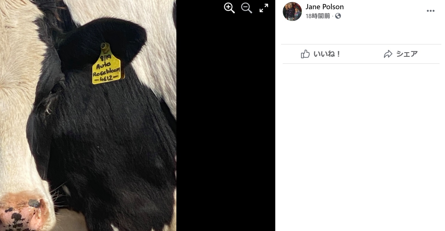 耳に付いたタグを共有し、多くの人が自分の牛を探す（画像は『Jane Polson　2021年3月22日付Facebook』のスクリーンショット）