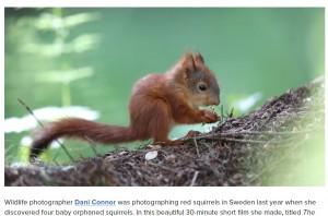キタリスの生後1年の死亡率は70％にも上る（画像は『PetaPixel　2021年3月8日付「How a Wildlife Photographer Rescued Four Baby Red Squirrels」』のスクリーンショット）