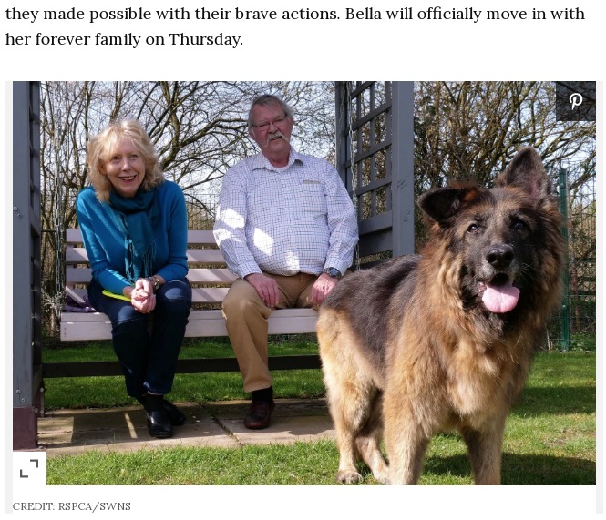 保護された後に幸せを掴んだ犬（画像は『People.com　2021年4月1日付「Dog Thrown in River with Rock Tied Around Her Neck Finds a Loving Home After 15-Month Recovery」（CREDIT: RSPCA/SWNS）』のスクリーンショット）