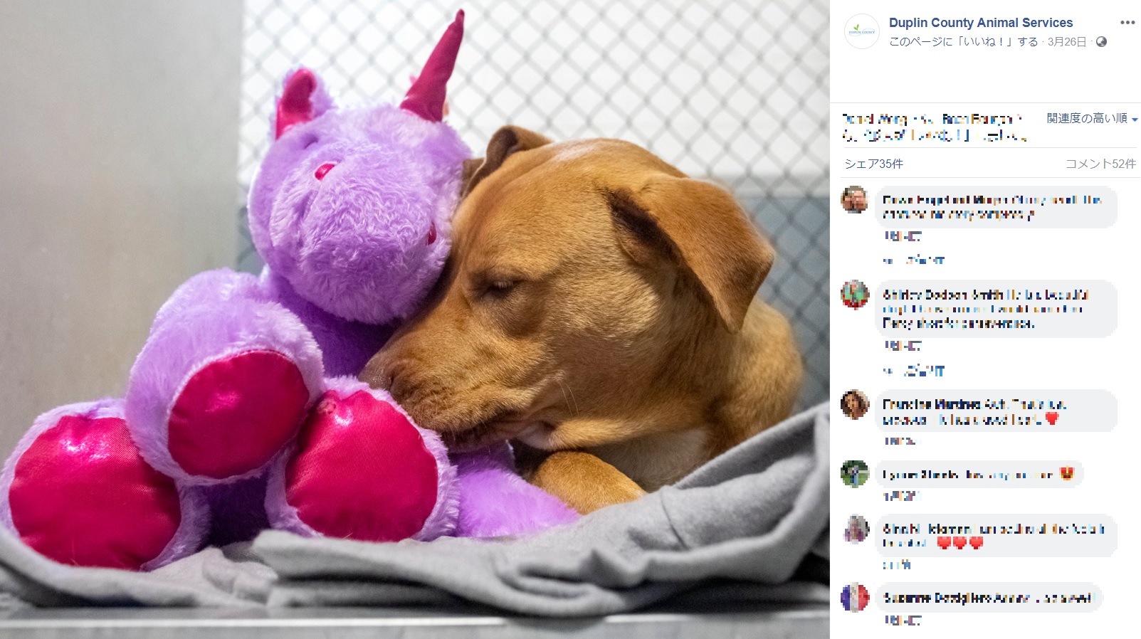 欲しかったぬいぐるみをプレゼントされた犬（画像は『Duplin County Animal Services　2021年3月26日付Facebook「Photo Shoot Yesterday!!!」』のスクリーンショット）