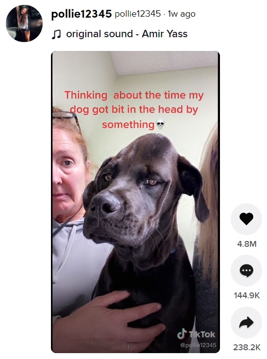 頭に大きなこぶができて不満そうな表情の犬（画像は『pollie12345　2021年4月1日付TikTok』のスクリーンショット）