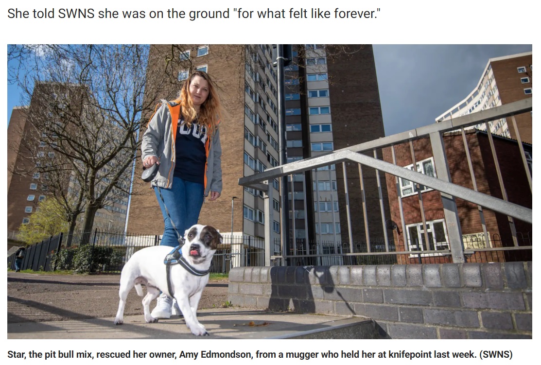 散歩中に襲われた飼い主を見事に救ったピットブルのミックス犬（画像は『Fox News　2021年4月17日付「Hero dog rescues owner from knife-wielding mugger: ‘My little lifesaver’」（SWNS）』のスクリーンショット）