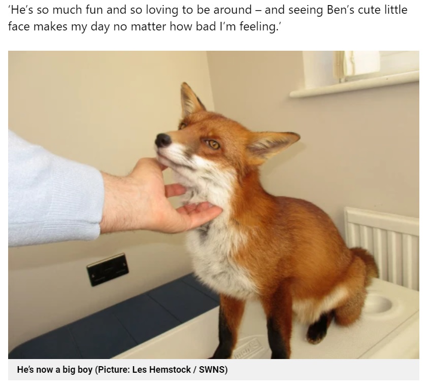 レスさんのことが大好きなベン（画像は『Metro　2021年4月7日付「Man adopts rescue fox after it crawls into his jacket sleeve for a snooze」（Picture: Les Hemstock / SWNS）』のスクリーンショット）