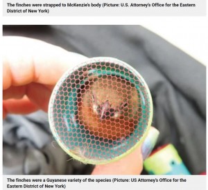 身動きが取れない状態だった小鳥（画像は『Metro　2021年4月28日付「Bird smuggler taped 35 live finches stuffed in hair curlers to his body for 5-hour flight」（Picture: US Attorney’s Office for the Eastern District of New York）』のスクリーンショット）