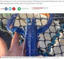 【海外発！Breaking News】200万匹に1匹　青いロブスター発見で「幸運の印」と漁師（英）